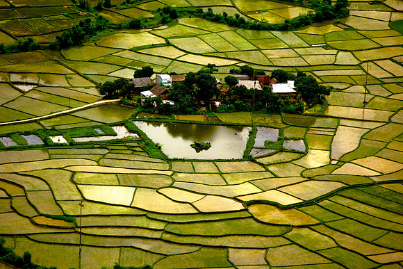 Rice fields patchwork