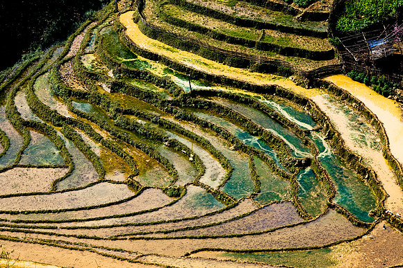 Rice fields on February