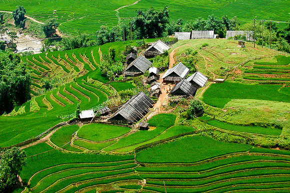 Rice fields on August