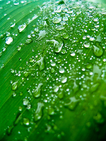 Drop on the green