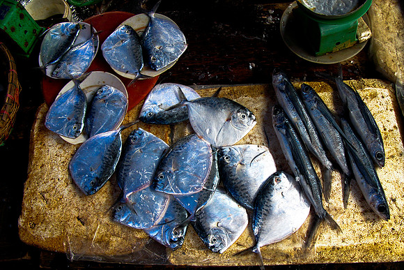 Fishes from the market