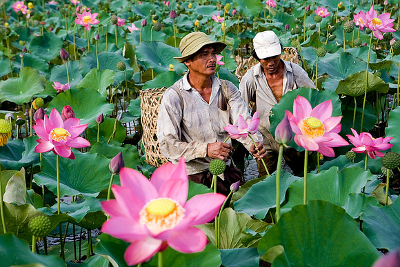 In the lotus fields