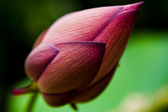 Closed Lotus flower