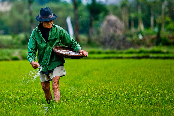 Activities around ricefields