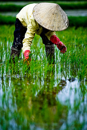 Activities around ricefields