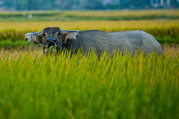 The Buffalo in the rice fields