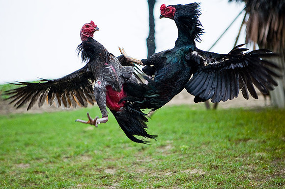 Cock fighting spirit