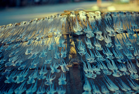 Drying squids
