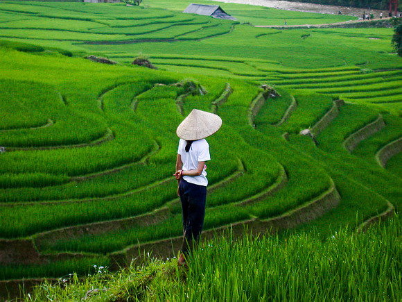 In the rice fields