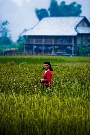 Young worker at ricefields