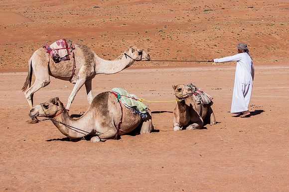 Wahabi sands desert