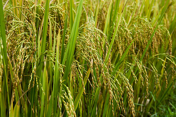 Rice seeds