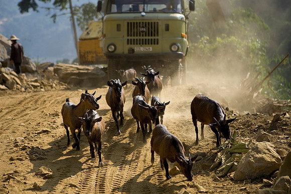 Goats, guy and truck