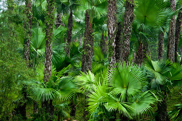 Green jungle