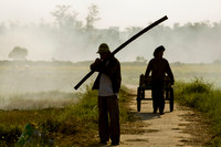 Along the rice fields...